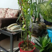 گل و گیاه طبیعی|گل و گیاه طبیعی|کرج, خرمدشت|دیوار