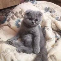 گربه اسکاتیش