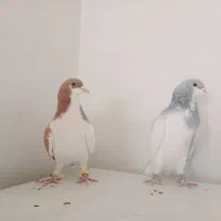 چند عدد کبوتر هم پرنده هم جفتی|پرنده|قزوین, |دیوار