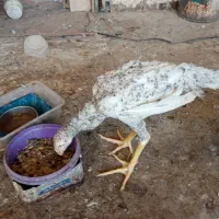 فروش جوجه لاری