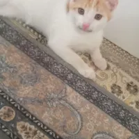 سه ماهه هستن