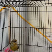 قناری ماده|پرنده|قدس, شهرک فرزان|دیوار