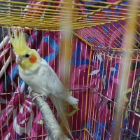 جفت عروس لوتینو دوکت|پرنده|رشت, منظریه|دیوار