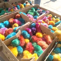 جوجه رسمی گلپایگانی|حیوانات مزرعه|تاکستان, |دیوار