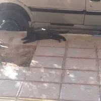 گربه سیاه نر پیدا شده