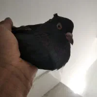 کفتر ،زاغ ،بی چشم