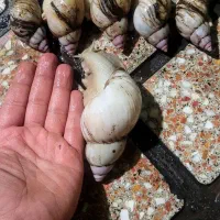 حلزون کلاژن ساز درمانی