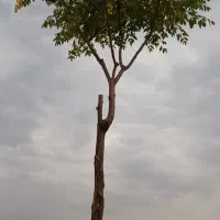 خریدار حوالە جانبازی
