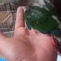 گرنچیک یلوسایت