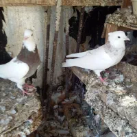 کفتر فروشی|پرنده|بندر گناوه, |دیوار