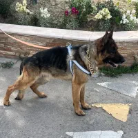 ژرمن شپرد کینگ