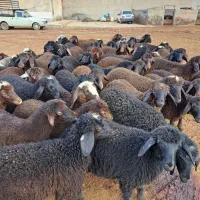 چند دسته بره جنس دار|حیوانات مزرعه|قم, انسجام|دیوار