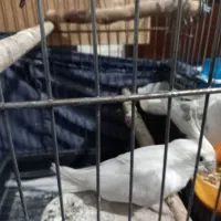 یک جفت البینو دوکت|پرنده|شهریار, شهرک امیریه|دیوار