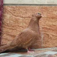 صرب زرد نر بند ۱