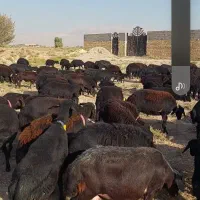 فروش ۱۲۰راس میش افشار