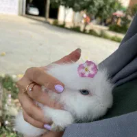 خرگوش لوپ ترکیش چشم آبی|موش و خرگوش|گرگان, |دیوار