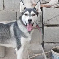 سگ هاسکی|سگ|شیبکوه (فارس), |دیوار