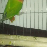 طوطی برزیلی دم تخم  رنگ خاص|پرنده|نقده, |دیوار