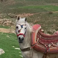 فروش اسب نریون 5 ساله ضمانتی