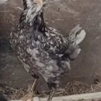 تخم مرغ نطفه دارگلین روزگاری