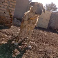 توله ۱۰ماهه