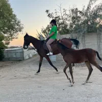 مادیان عرب آرام و اصیل