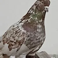 کفتر