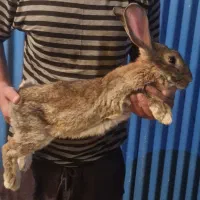 خرگوش المانی|حیوانات مزرعه|تهران, جردن|دیوار