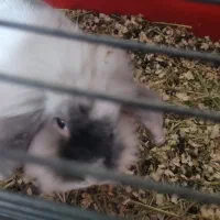 خرگوش لوپ|موش و خرگوش|پردیس, فاز ۲|دیوار