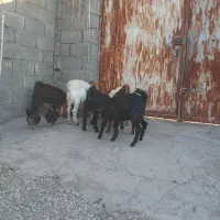 کهره نر|حیوانات مزرعه|حاجی آباد, |دیوار