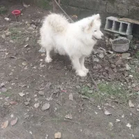 به دلیل نبود جا و نگهداری زیرقیمت به فروش میرسد