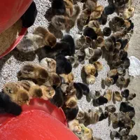 جوجه ده روزه 42