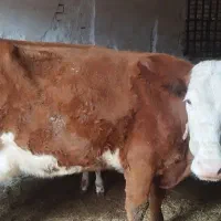 گاو گوساله دار