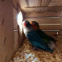 کوتوله برزیلی مولد معاوضه