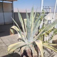 کاکتوس اگاو