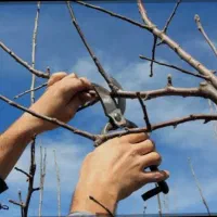 هرس ، پاکنی درخت ، گوده ‌و کاشت درخت و گل،گیاه