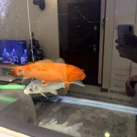 ماهی اکواریوم