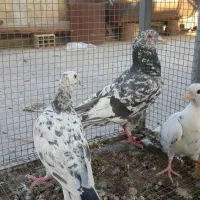 کبوتر سرور مولد