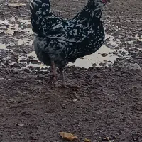 مرغ گلین معاوضه با خروس گلین