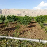 فنس کشی،محوطه سازی، آلاچیق، آبیاری قطری،سم پاشی|خدمات باغبانی و درختکاری|کرمانشاه, |دیوار