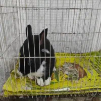 خرگوش فروشی ۳۰۰