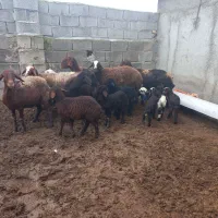 ۶تا گوسفند بره مار|حیوانات مزرعه|آق قلا, |دیوار