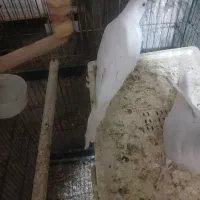 فروش عروس هلندی البینو ماده|پرنده|فامنین, |دیوار