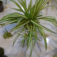 گل گندمی گلدان 14|گل و گیاه طبیعی|قم, نیروگاه|دیوار