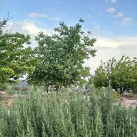 باغ شهری|فروش دفتر صنعتی، کشاورزی، تجاری|مرودشت, نقش رستم|دیوار