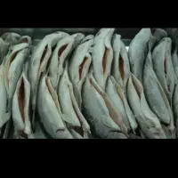 ماهی غزل|ماهی|یزد, |دیوار