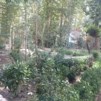 اجاره سالانه باغ و سوئیت در جاده چالوس|اجارهٔ خانه و ویلا|تهران, چیتگر شمالی|دیوار