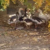 غاز تخم گذار