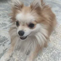 سگ پامر ماده همراه تمام وسایل|سگ|پاکدشت, پاکدشت (مامازند)|دیوار