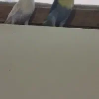 طوطی کوتوله|پرنده|زاهدان, |دیوار